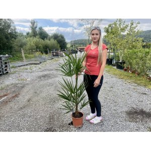 Palma konopná (Trachycarpus fortunei) - výška 80-100 cm, výška kmeňa 20-30 cm, kont. C5L  (-17°C) 